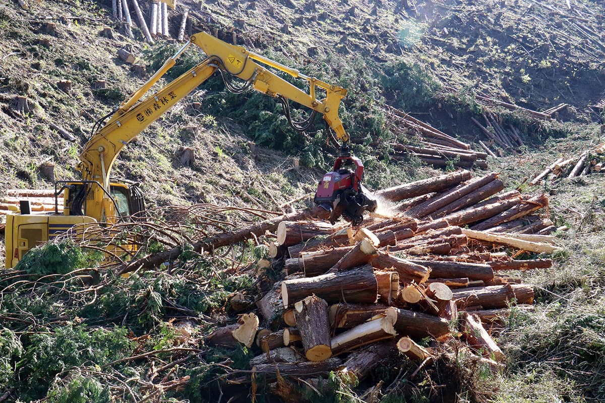 株式会社森林業の森林の伐採のイメージ画像１０
