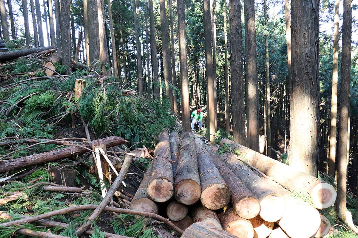 株式会社森林業の森林の間伐のイメージ画像２
