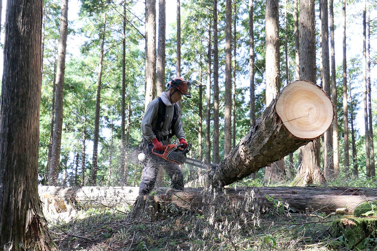 株式会社森林業の丸太の切り出しのイメージ画像１１