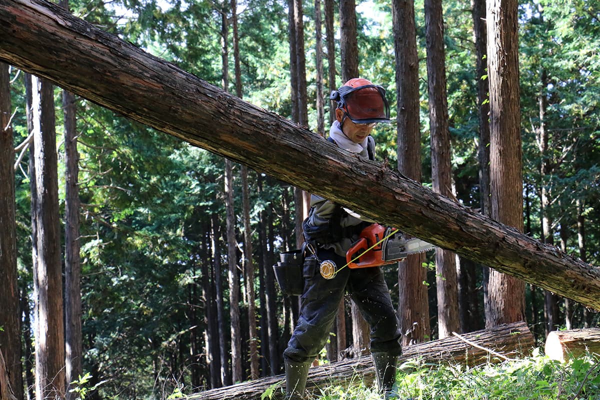 株式会社森林業の丸太の切り出しのイメージ画像１２